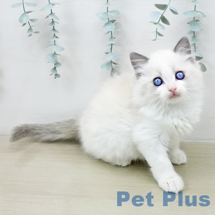 ラグドールの写真2