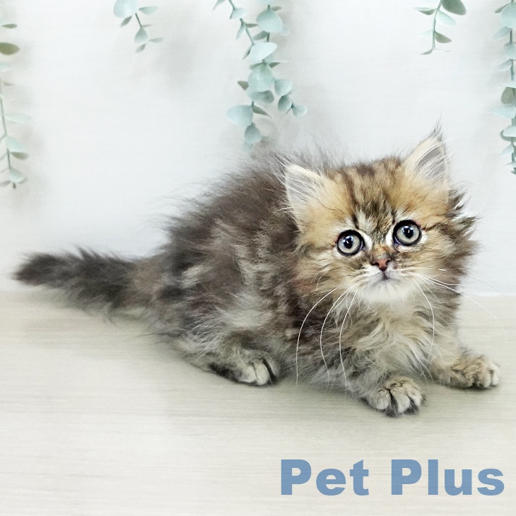 埼玉県のミヌエット (ペットプラス 羽生店/2026年2月6日生まれ/男の子/ブラウンタビー)の子猫の2枚目の画像