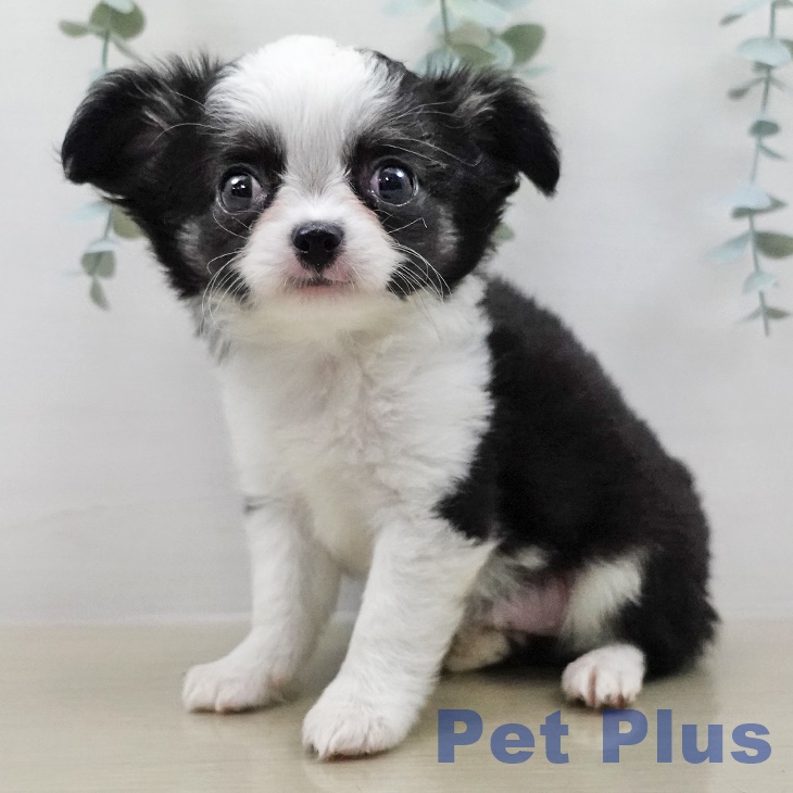 埼玉県のチワワ(ロング) (ペットプラス ピオニウォーク東松山店/2026年2月7日生まれ/女の子/ブラックタンホワイト)の子犬の1枚目の画像