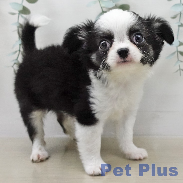 埼玉県のチワワ(ロング) (ペットプラス ピオニウォーク東松山店/2026年2月7日生まれ/女の子/ブラックタンホワイト)の子犬の2枚目の画像