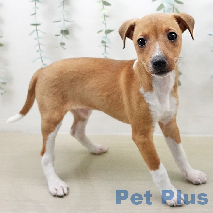 イタリアン・グレーハウンド