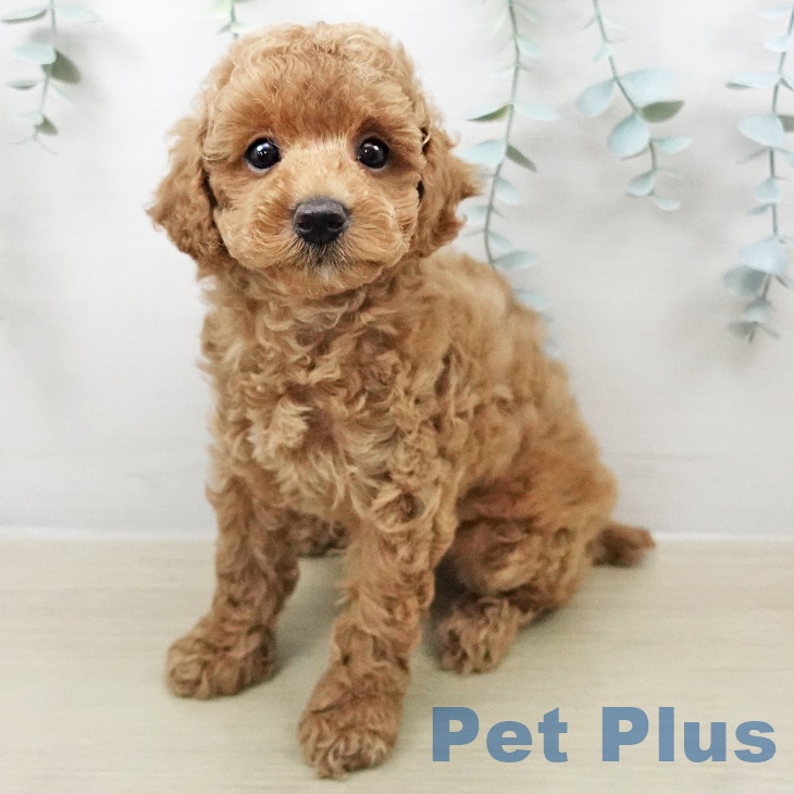 神奈川県のトイプードル(トイ) (ペットプラス ビアレ横浜店/2026年2月7日生まれ/男の子/アプリコット)の子犬