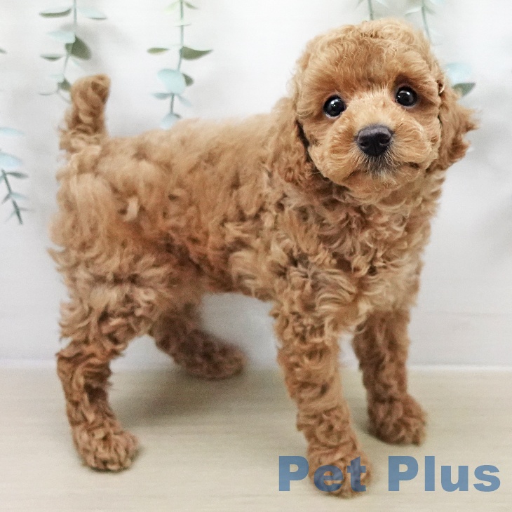 神奈川県のトイプードル(トイ) (ペットプラス ビアレ横浜店/2026年2月7日生まれ/男の子/アプリコット)の子犬の2枚目の画像