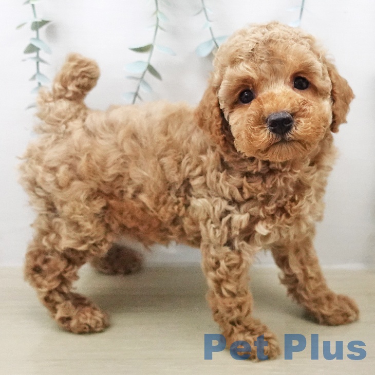 トイ・プードルの写真2