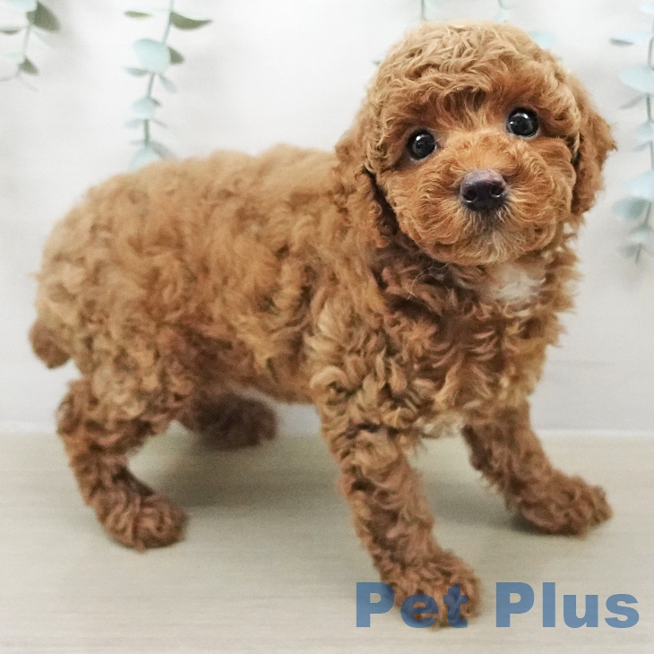 トイ・プードルの写真2