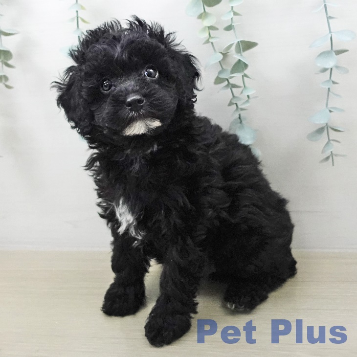 トイ・プードル