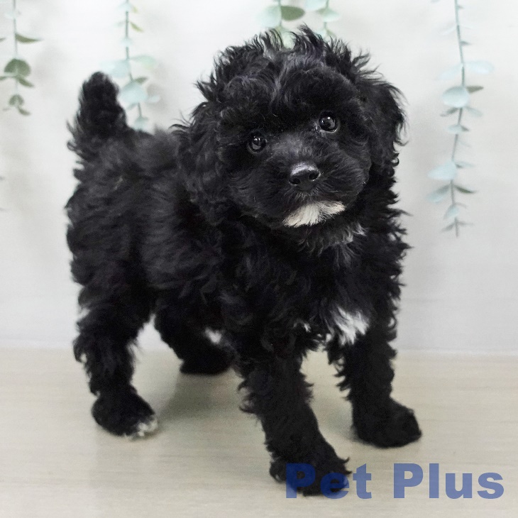 トイ・プードルの写真2