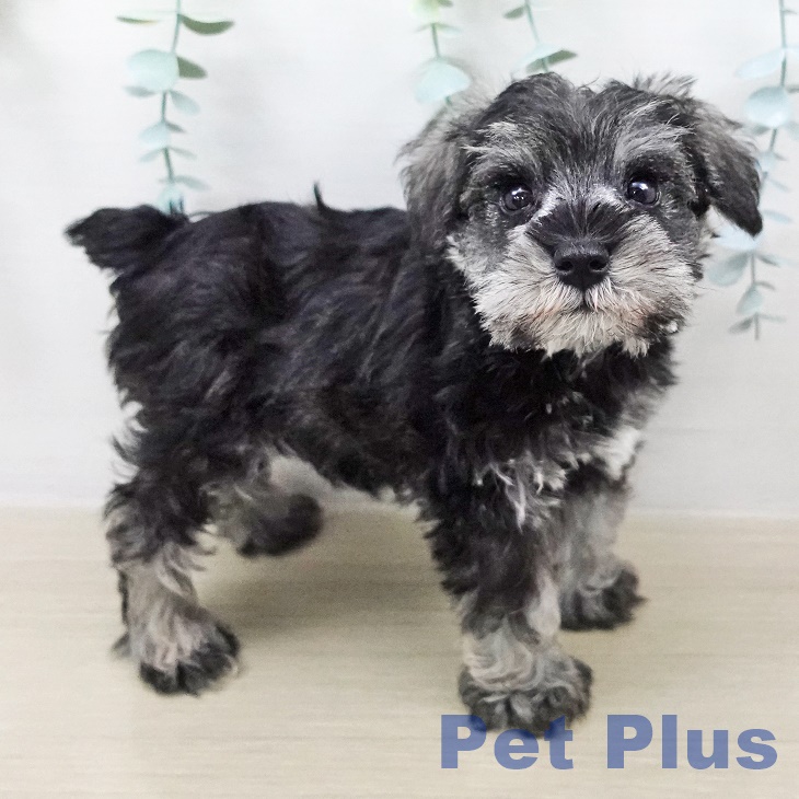 埼玉県のミニチュアシュナウザー (ペッツワン 浦和美園店/2026年2月7日生まれ/女の子/ソルトペッパー)の子犬