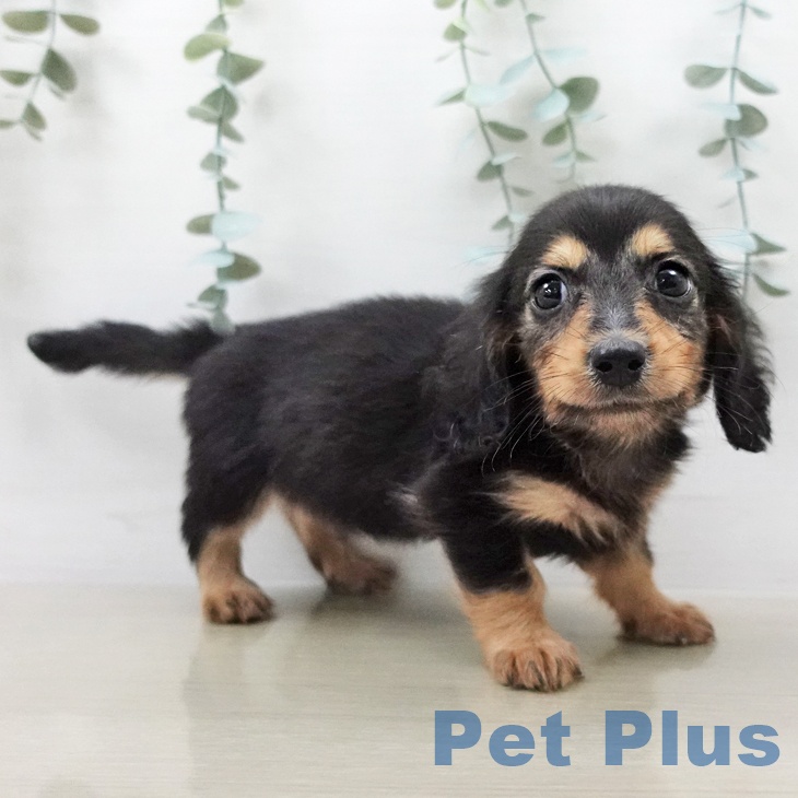 ミニチュア・ダックスフンド