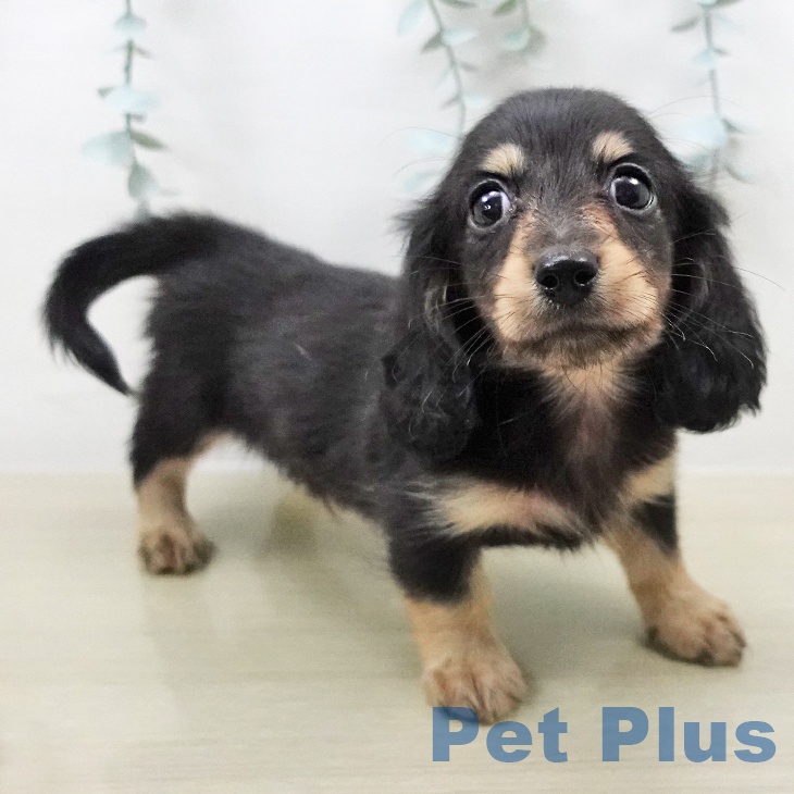 神奈川県のミニチュアダックスフンド(ロング) (ペットプラス テラスモール湘南店/2026年2月5日生まれ/男の子/ブラックタン)の子犬の1枚目の画像