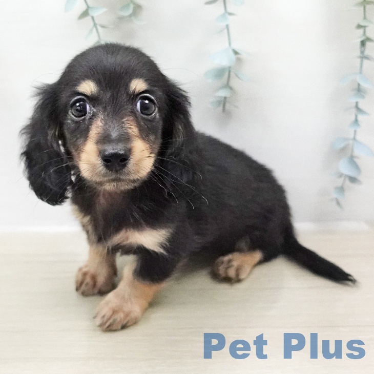 神奈川県のミニチュアダックスフンド(ロング) (ペットプラス テラスモール湘南店/2026年2月5日生まれ/男の子/ブラックタン)の子犬の2枚目の画像
