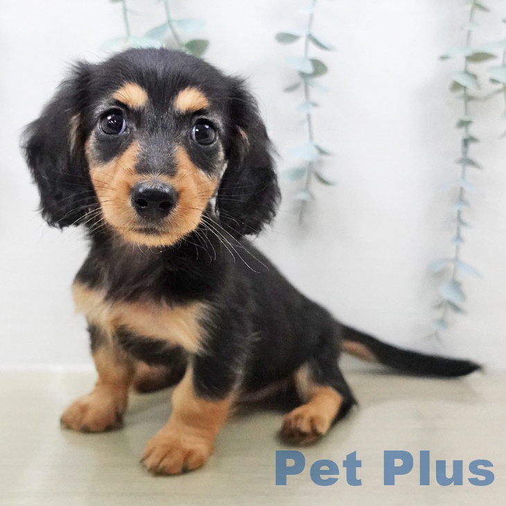 宮城県のミニチュアダックスフンド(ロング) (ペットプラス 名取店/2026年2月5日生まれ/女の子/ブラックタン)の子犬