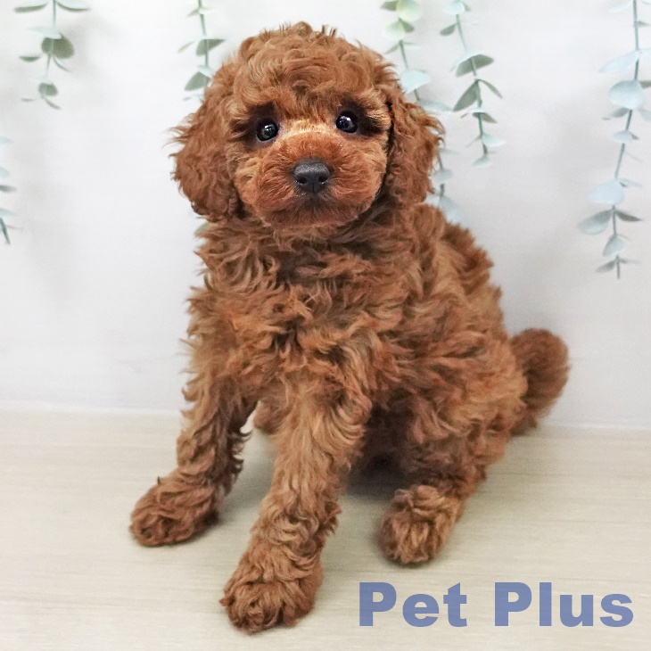 神奈川県のトイプードル(トイ) (ペットプラス ゆめが丘ソラトス店/2026年2月7日生まれ/女の子/レッド)の子犬