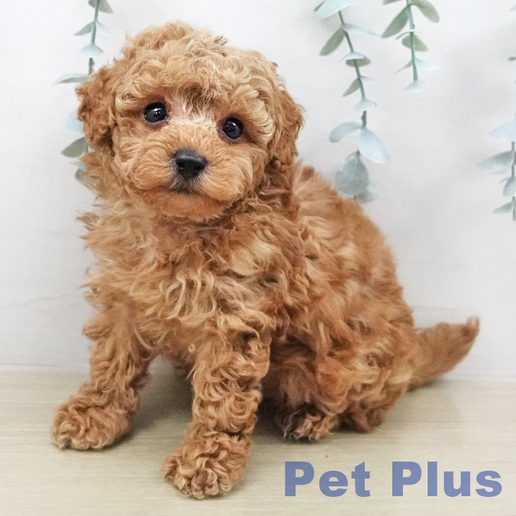 東京都のトイプードル(トイ) (ペットプラス アクアシティお台場店/2026年2月7日生まれ/男の子/レッド)の子犬