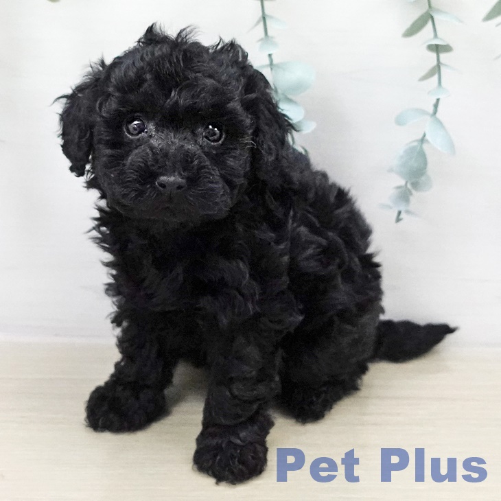 トイ・プードル