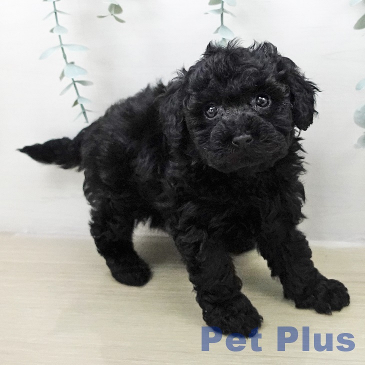 トイ・プードルの写真2