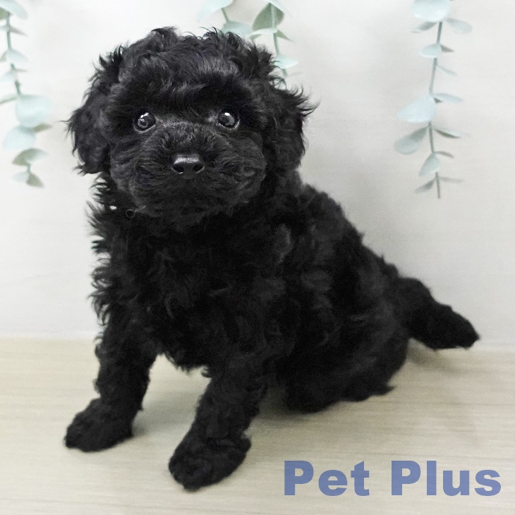 トイ・プードル