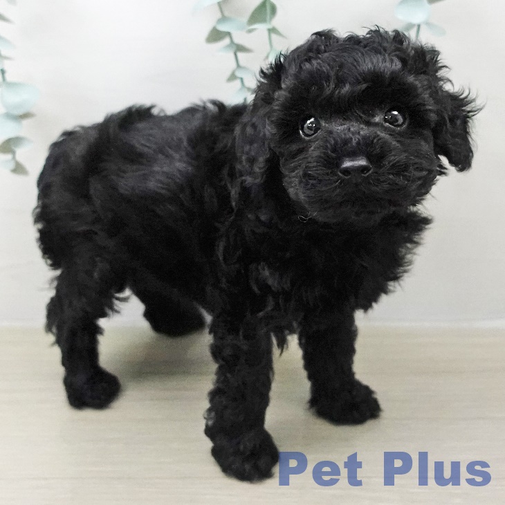 トイ・プードルの写真2