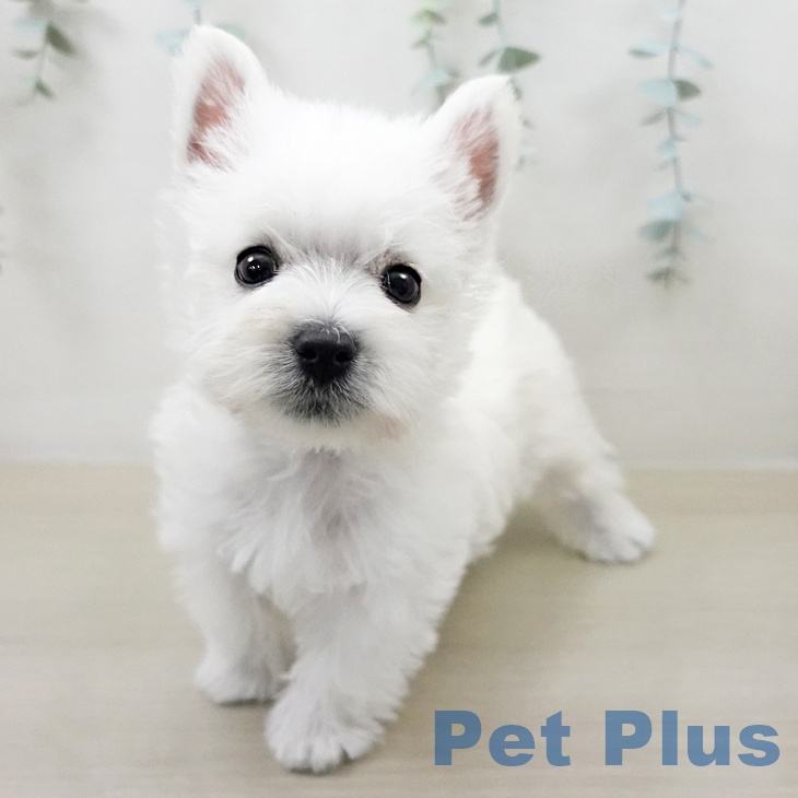 ウエスト・ハイランド・ホワイト・テリア