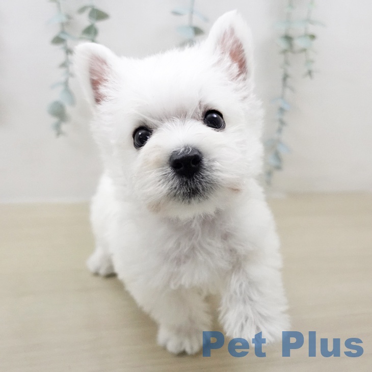 ウエスト・ハイランド・ホワイト・テリア