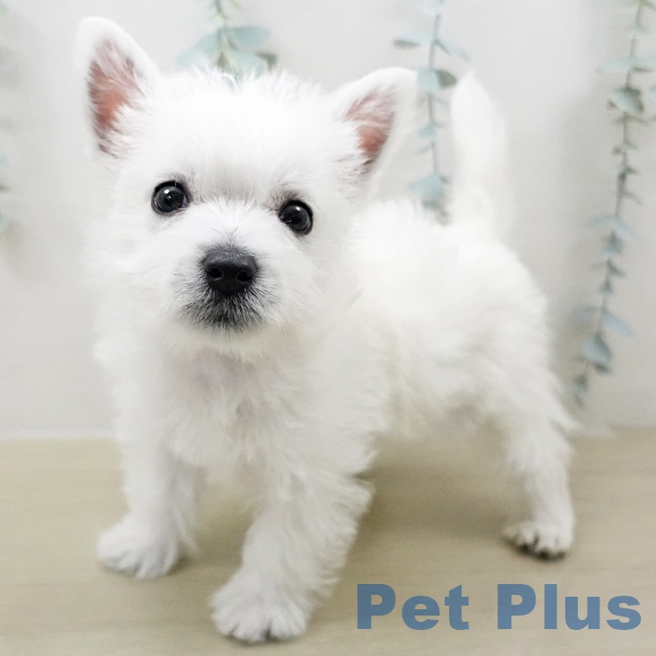 ウエスト・ハイランド・ホワイト・テリア