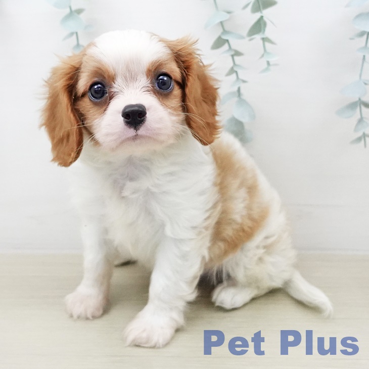 キャバリア・キングチャールズ・スパニエル