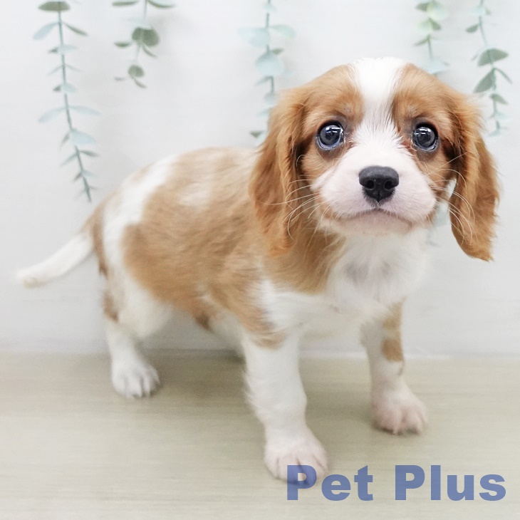 埼玉県のキャバリアキングチャールズスパニエル (ペットプラス イオンモール春日部店/2026年2月7日生まれ/男の子/ブレンハイム)の子犬の1枚目の画像