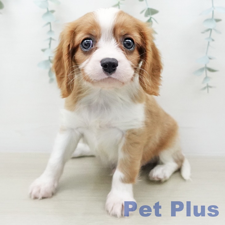 埼玉県のキャバリアキングチャールズスパニエル (ペットプラス イオンモール春日部店/2026年2月7日生まれ/男の子/ブレンハイム)の子犬の2枚目の画像