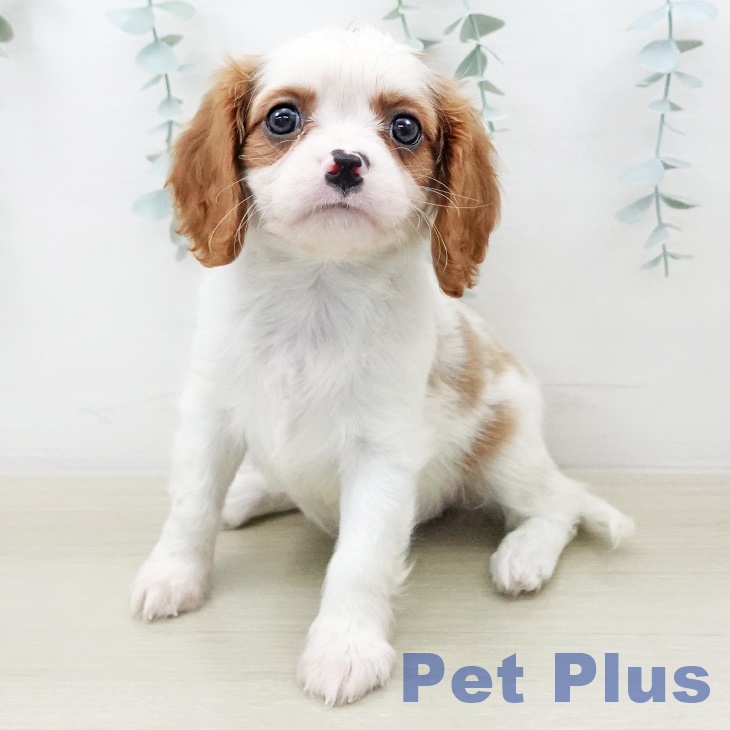 キャバリア・キングチャールズ・スパニエル
