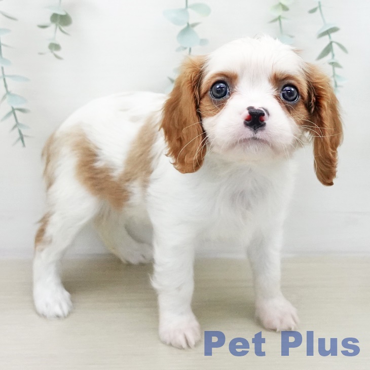 キャバリア・キングチャールズ・スパニエル