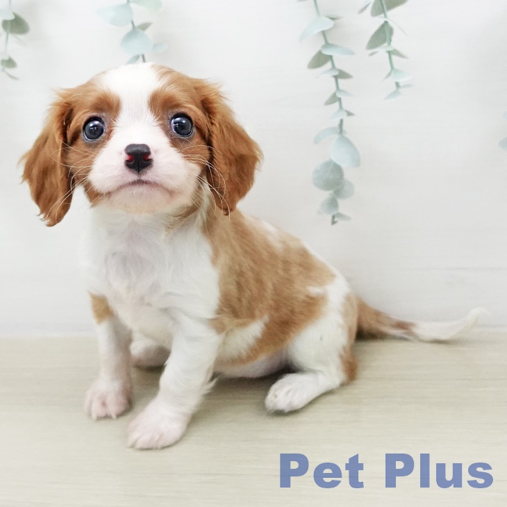 キャバリア・キングチャールズ・スパニエルの写真2