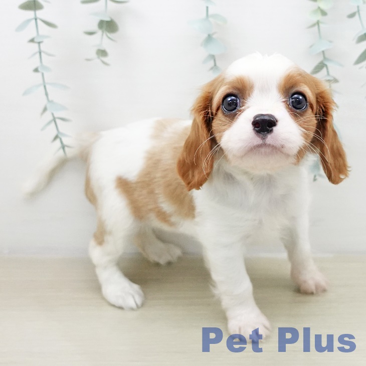 キャバリア・キングチャールズ・スパニエル