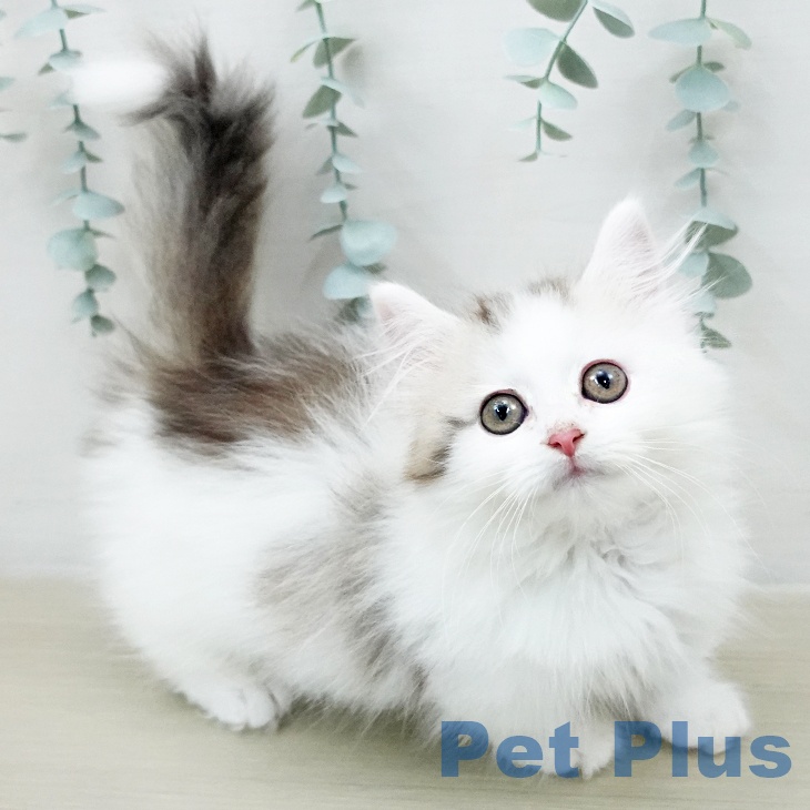 マンチカンの写真2