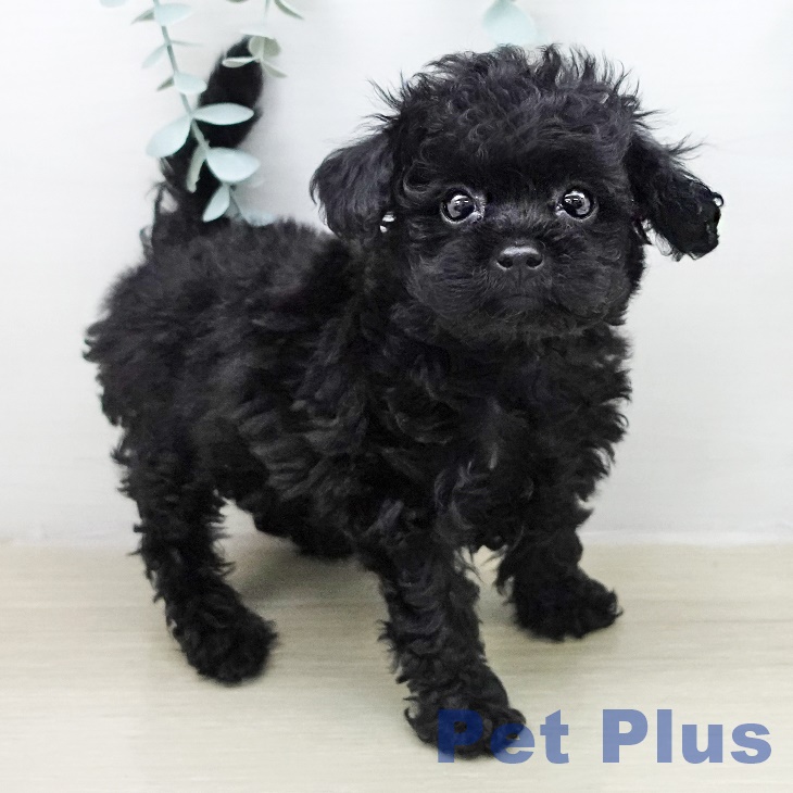 トイ・プードルの写真2