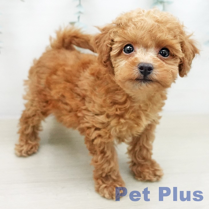 トイ・プードル