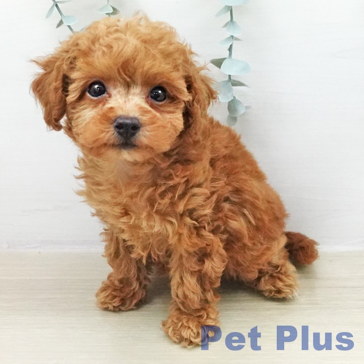 トイ・プードルの写真2