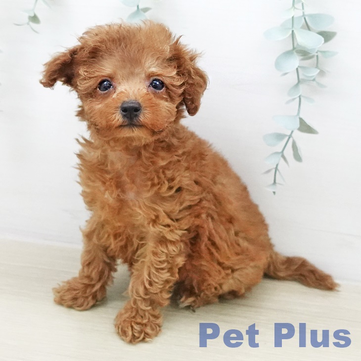 トイ・プードル