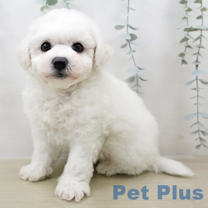 ビション・フリーゼの写真2