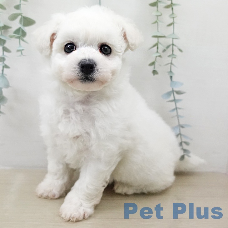 ビション・フリーゼ