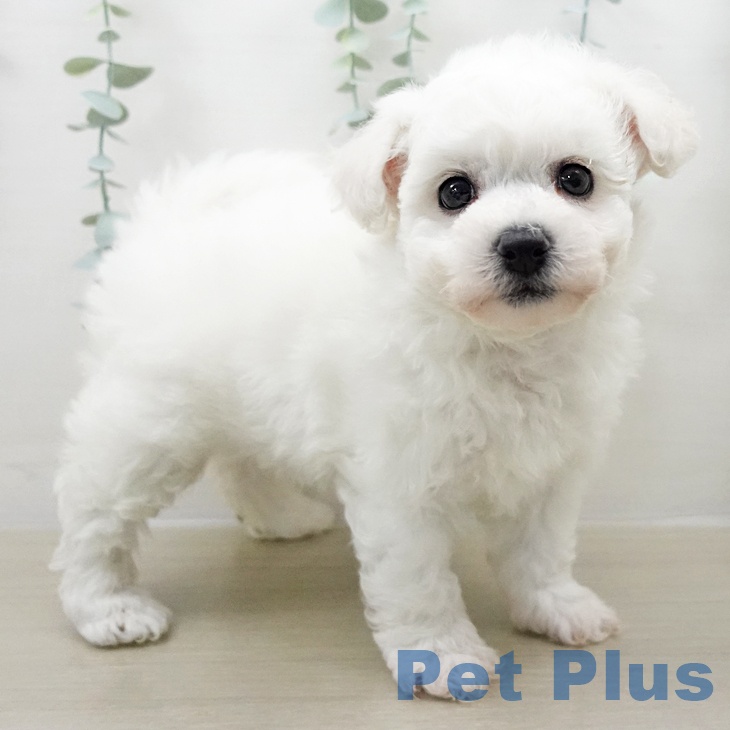 ビション・フリーゼの写真2