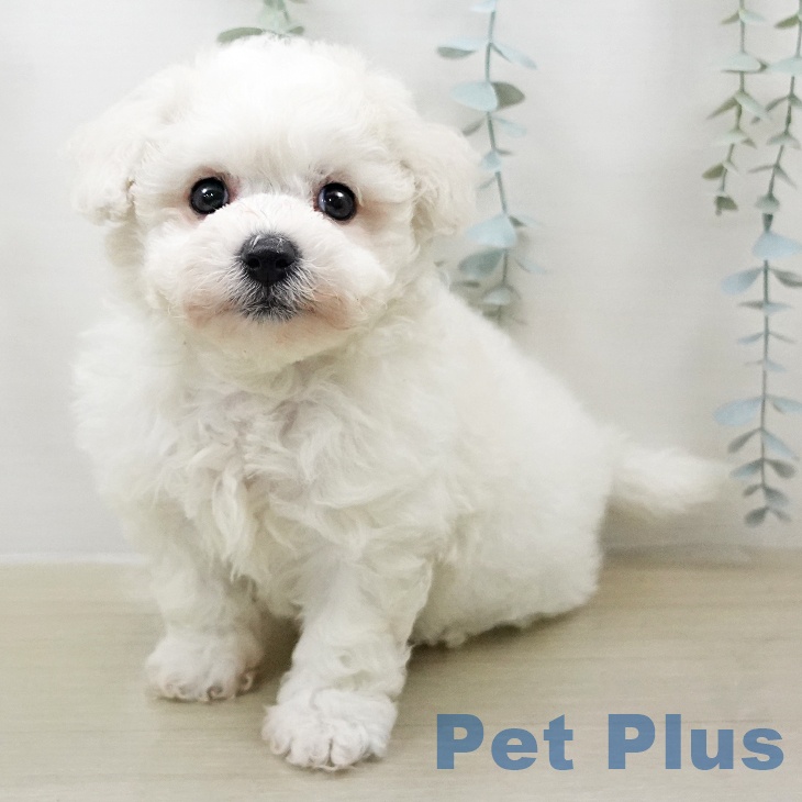 ビション・フリーゼ