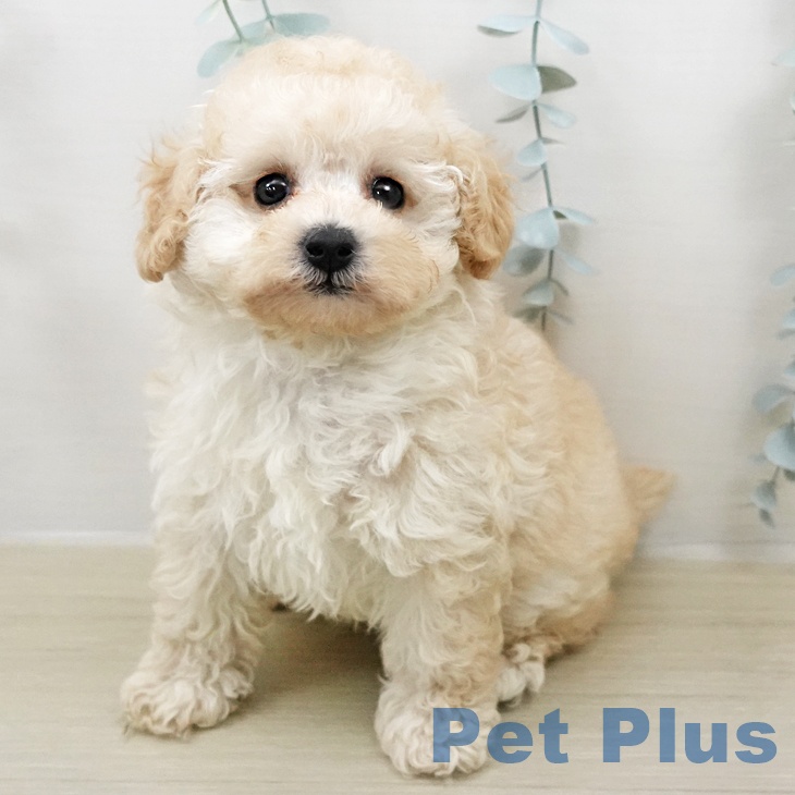 東京都のトイプードル(トイ) (ペットプラス アクアシティお台場店/2026年2月5日生まれ/男の子/クリーム)の子犬