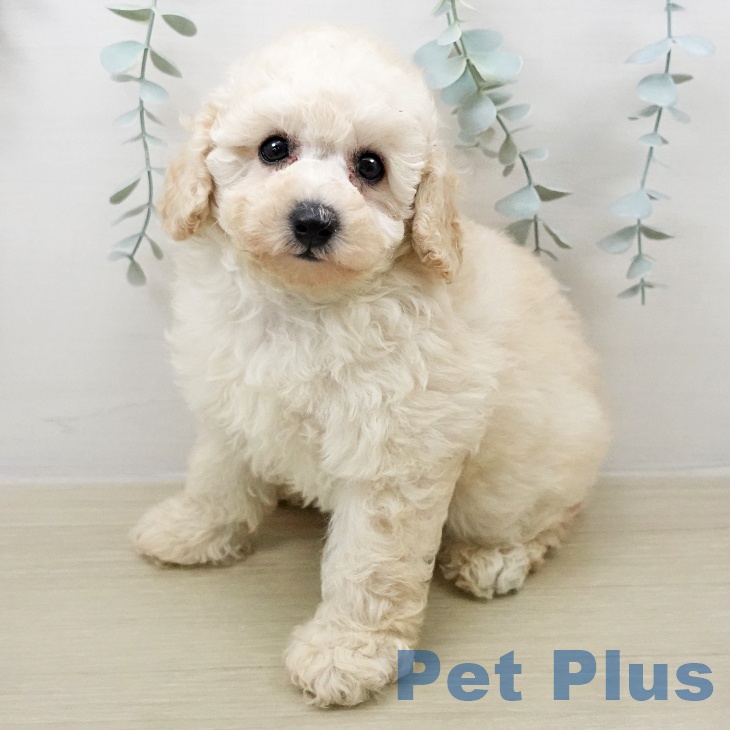 埼玉県のトイプードル(トイ) (ペットプラス ピオニウォーク東松山店/2026年2月5日生まれ/女の子/クリーム)の子犬の1枚目の画像