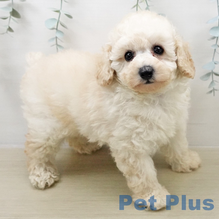 埼玉県のトイプードル(トイ) (ペットプラス ピオニウォーク東松山店/2026年2月5日生まれ/女の子/クリーム)の子犬の2枚目の画像