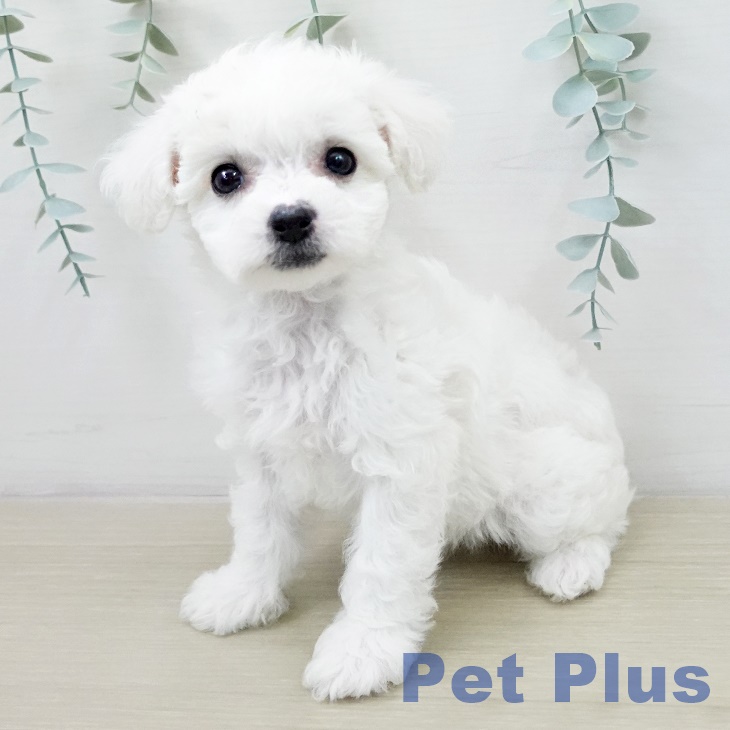 ビション・フリーゼ