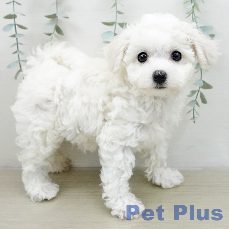 ビション・フリーゼ