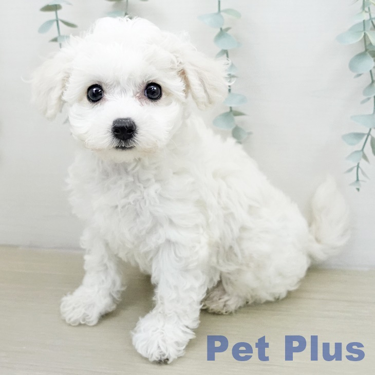 ビション・フリーゼの写真2