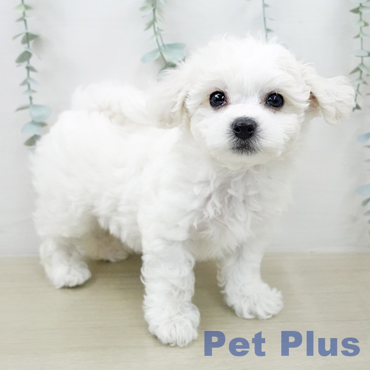 ビション・フリーゼ