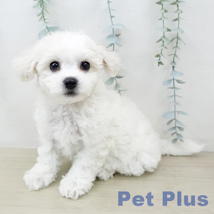 ビション・フリーゼの写真2