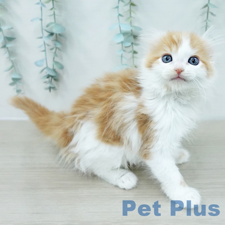 神奈川県のアメリカンカール (ペットプラス モザイクモール港北店/2026年2月1日生まれ/男の子/レッドタビーホワイト)の子猫の1枚目の画像